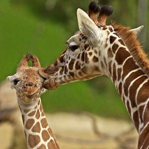 6. Какая, по-вашему, наиболее разумная просьба, с которой можно обратиться к любимому человеку?