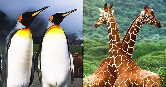 Тест: Как много вы знаете о животном мире?