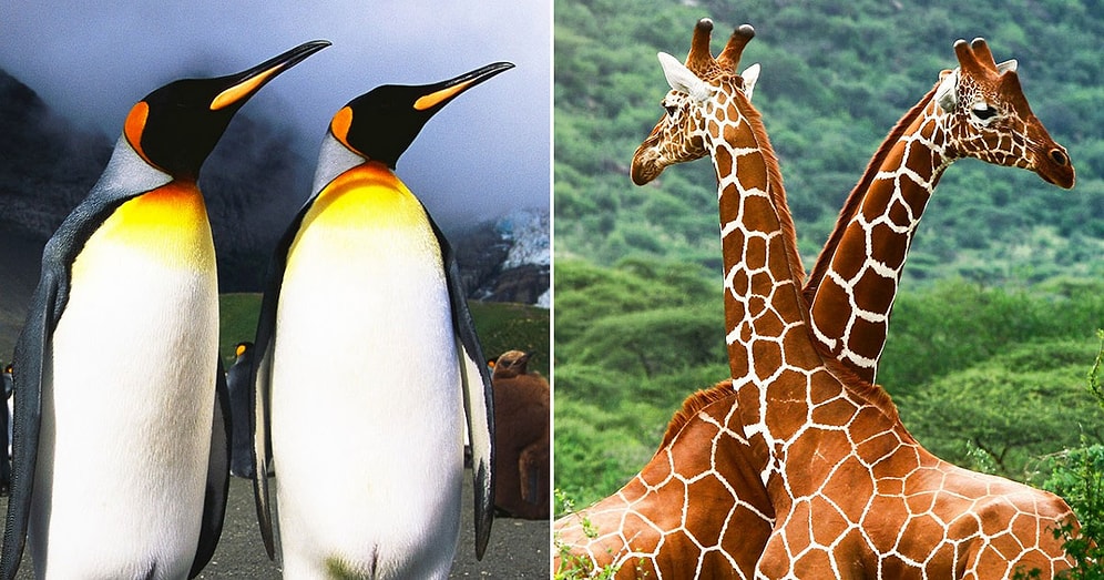 Тест: Как много вы знаете о животном мире?