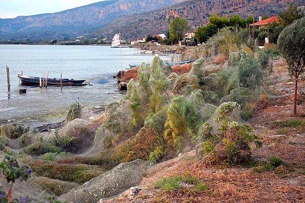 8. Yunanistan'da bulunan bu kıyı, 300 metre boyunca uzanan örümcek ağları tarafından işgal edildi.