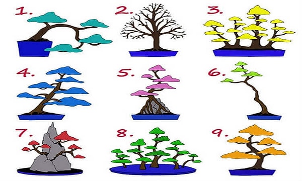 Итак, выберите одно из деревьев, которые вы видите на этой картинке.