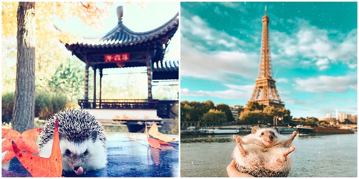 Навстречу ветру: о самом путешествующем ёжике в мире - Мистере Поки