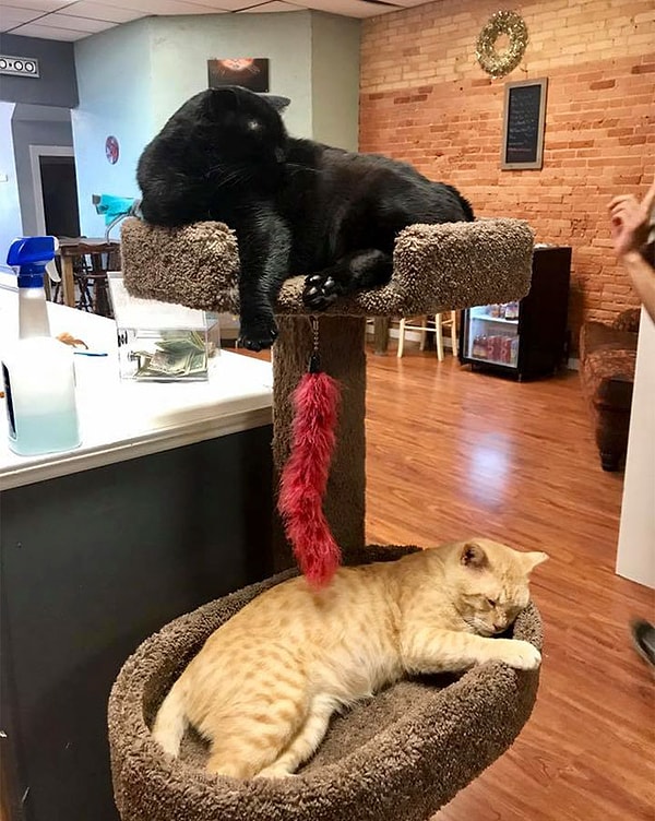 2. "Он просто вошёл и начал чесать их щёткой", — рассказала основатель приюта Элизабет Фелдхаузен.