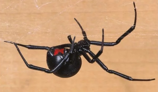 2. А что насчет этого паука?