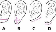 Тест: Найдите форму мочки вашего уха, а мы расскажем, как вы ведете себя в отношениях