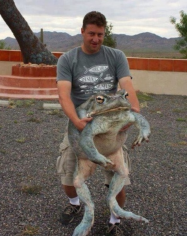 1. Кто знал, что лягушки могут быть такими большими!