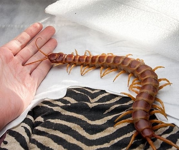 17. Это амазонская сороконожка выглядит ужасающе!