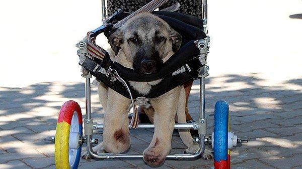 Yanlış tedavi sonucu yürüyemeyen bu güzel köpeğin de hayatını kurtarıyor...