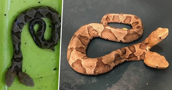 İki Başıyla Da Zehirli Isırma Kapasitesine Sahip Olan Çift Başlı Yılan Bulundu!