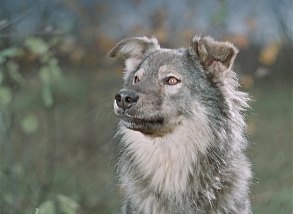 8. И, наконец, откуда этот пес?