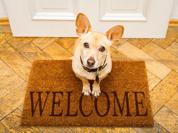 7. Когда вы возвращаетесь домой из отпуска, как обычно реагирует ваш питомец?