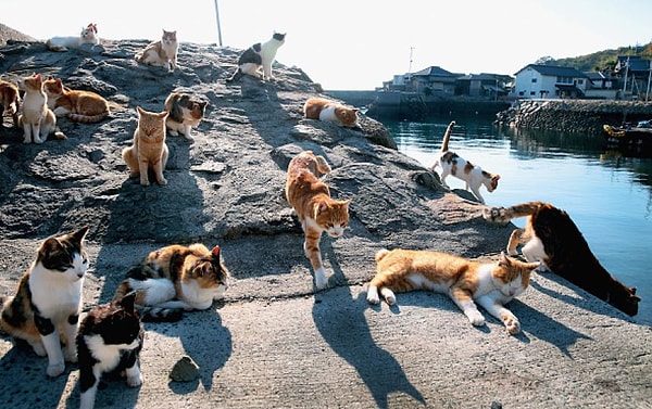 1. Какая страна - самая котолюбивая страна в мире?