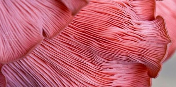 4. Обнаружили гриб на данном изображении?