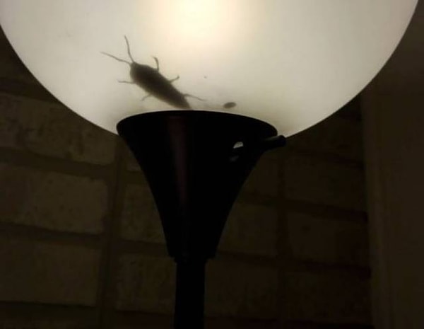 13. "Покупка этого игрушечного таракана ради розыгрыша парня - лучшее решение в моей жизни"