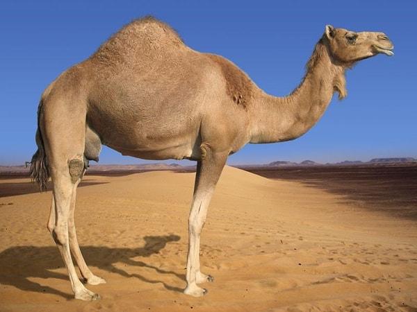 5. Sanılanın aksine develer hörgüçlerinde su değil, yağ depolar; bu yağ da enerji stoku olarak kullanılır.