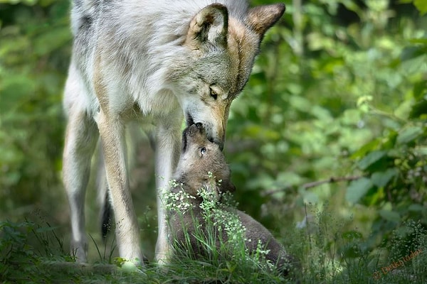 9. Каков средний период беременности у волков?