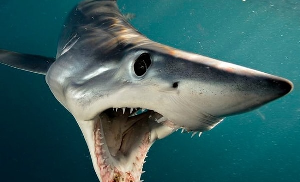 Ты акула!