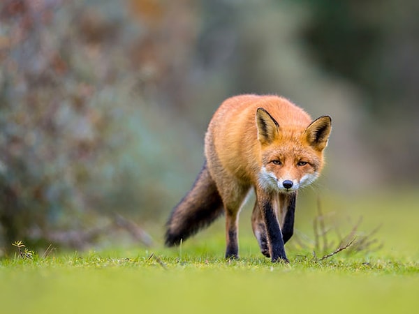 9. А сами-то вы как думаете, на кого вы похожи в отношениях?