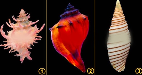 Выберите ракушку, а мы попробуем угадать интересную особенность вашего характера и мировосприятия