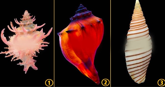 Выберите ракушку, а мы попробуем угадать интересную особенность вашего характера и мировосприятия