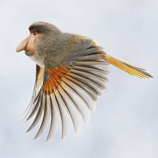 6. Птицезьяна