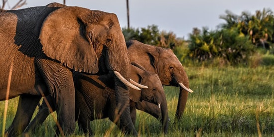 В Африке благодаря ДНК-тесту раскрыто 3 крупных картеля, занимающихся контрабандой слонового бивня