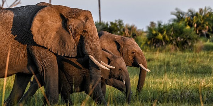 В Африке благодаря ДНК-тесту раскрыто 3 крупных картеля, занимающихся контрабандой слонового бивня