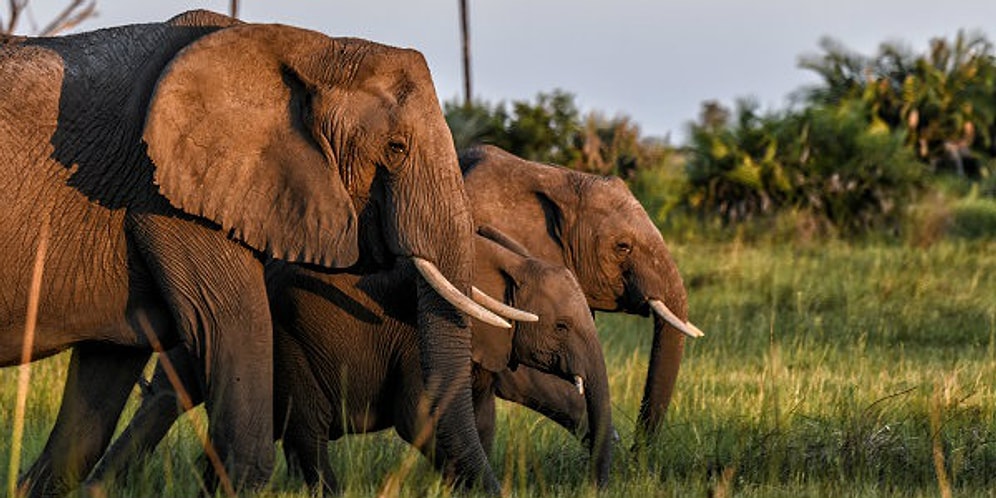 В Африке благодаря ДНК-тесту раскрыто 3 крупных картеля, занимающихся контрабандой слонового бивня
