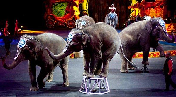10. Bulgaristan’da sirklerde gösteri amaçlı yabani hayvanların kullanılması yasak.