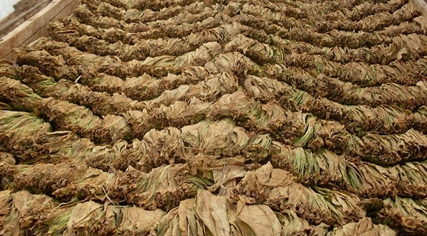 8. В Америке листья табака подвешивались в специальных умывальнях для полноценного вкуса. Кроме того, они вымачивались в женской моче.