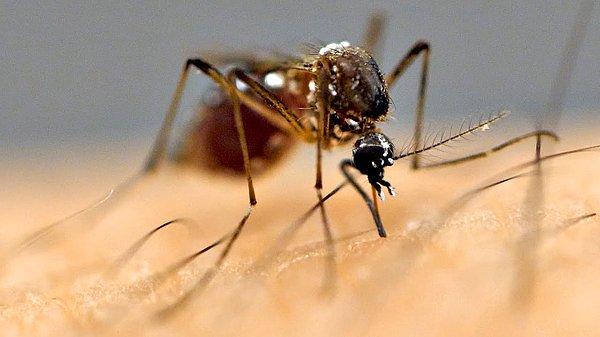 9. Tek bir insan bir milyon sivrisineği besleyebilir.