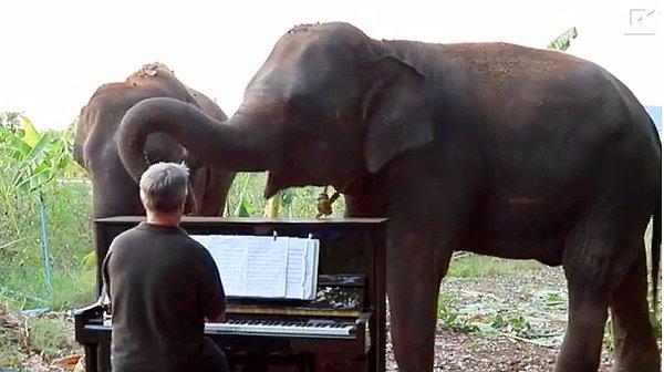 2011 yılından bu yana ise, yük taşımada, sirklerde, turist gezilerinde zorla çalıştırılmış ve travma yaşamış fillere klasik müzik parçaları çalıyor.
