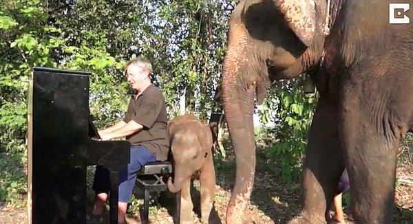 Aradan 7 yıl geçti ve Phil ve ailesi Tayland'da fillere yardım etmeye devam ediyor. Toplam 22 fil Phil'in çaldığı klasik müzik eserleri ile geçmişteki acılarını unutmaya çalışıyor.