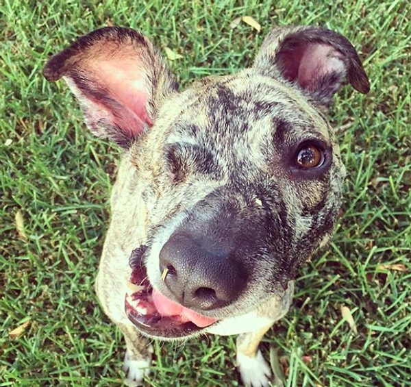 Скуиша привезли в приют, когда ему было около четырех месяцев. Его травмы были очень серьезными. Малыша начали лечить немедленно.