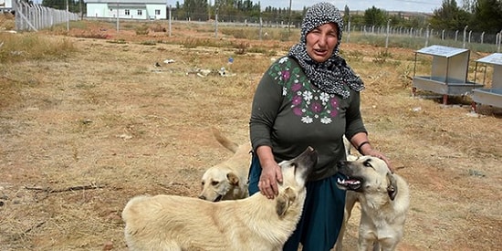 İnsanlık Hala Ölmemiş! İnsanların Tepkilerine Rağmen Gece Vakti Sokak Hayvanlarını Gizlice Besleyen "Konyalı Rukiye Teyze"