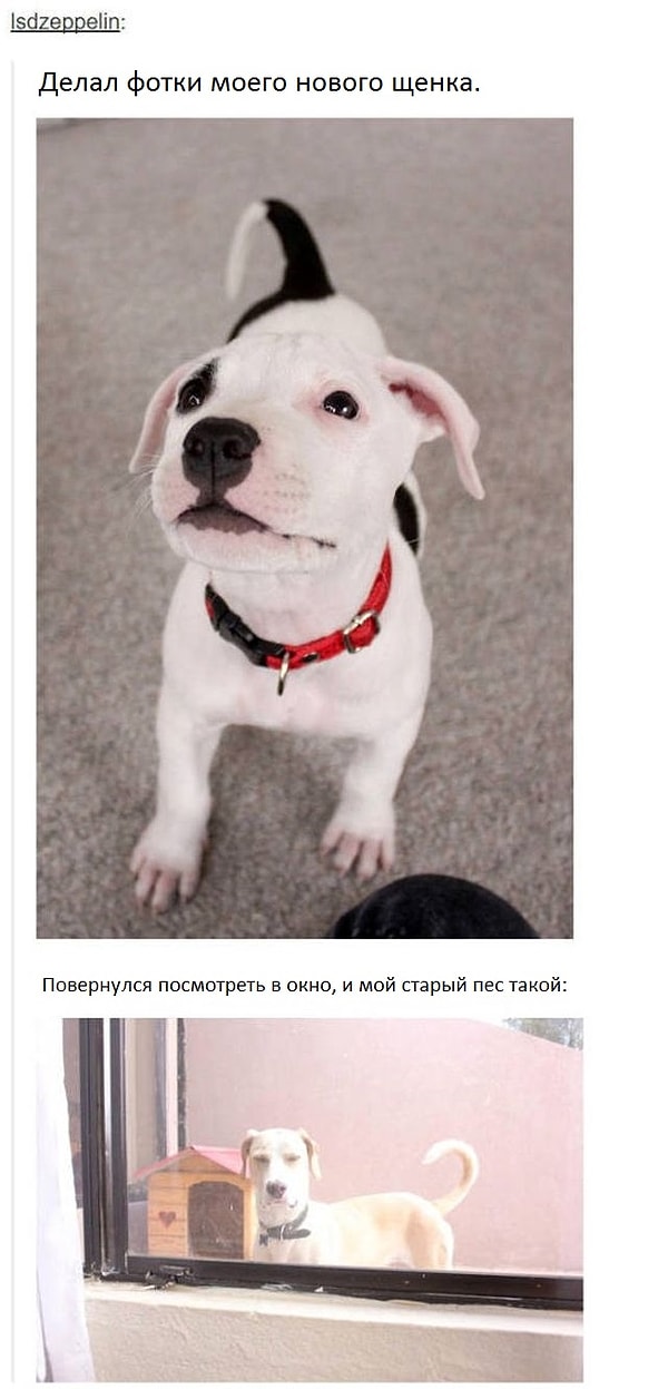 4. «Это эйджизм! Я звоню в общество защиты прав животных!»