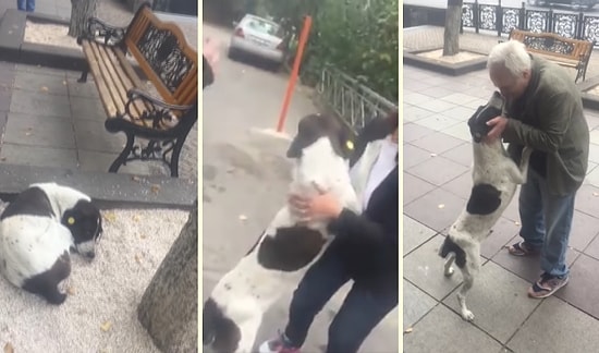 3 Yıl Sonra İnsan Dostuna Kavuşan Köpeğin Mutluluktan Havalara Uçtuğu Efsane Anlar