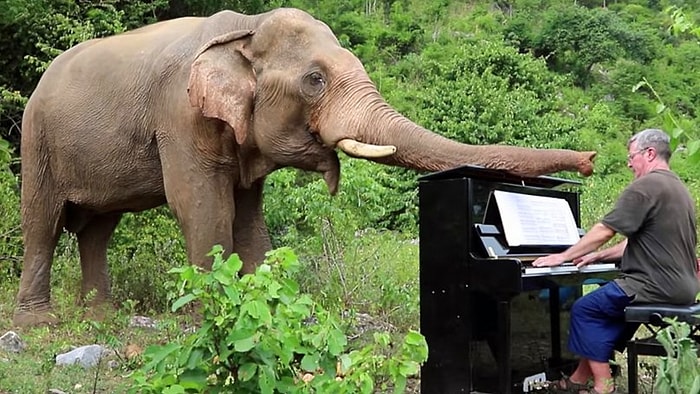 Забыть все плохое: британец играет на пианино, чтобы вылечить слонов с травмами