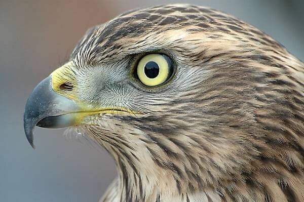 Дух ястреба