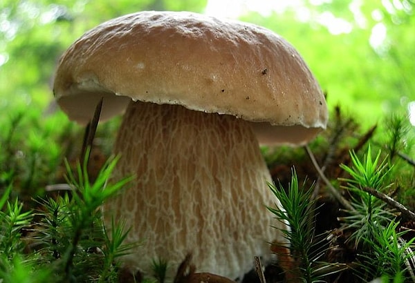 4. Этого красавца берём в корзинку?