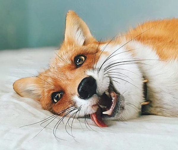 1. Лисы просто обожают валяться в постели и дурачиться.