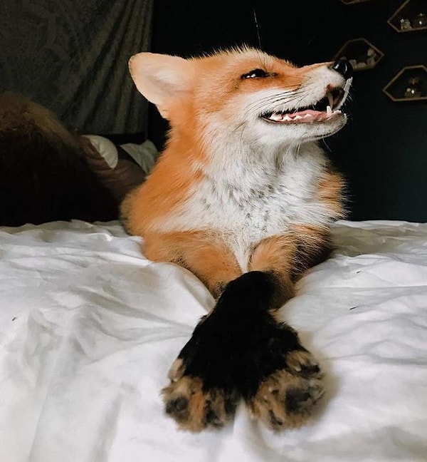 11. Вот, кто настоящий хозяин в доме.