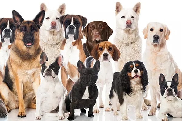 10. На картинке...