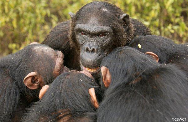 Altschul ve ekip arkadaşlarının eLife'de açıkladığına göre, düşük saldırganlık ve işbirliği gibi pozitif sosyal etkileşimler erkek şempanzelerde daha uzun ömür anlamına geliyordu.