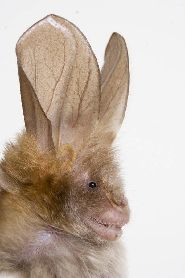 16. Подковоносые летучие мыши