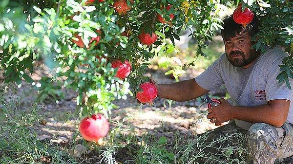 "Meyve nektarından meyve içeceğine kayış tarımsal risk anlamı taşıyor"