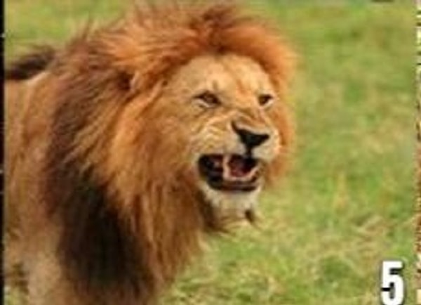 Агрессивный лев