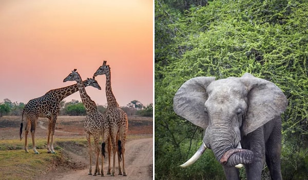 15. Национальный парк Крюгера, ЮАР