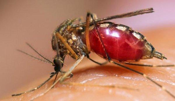 1. Bir yetişkinin kanını kurutmak için 1,120,000 sivrisinek gerekli.