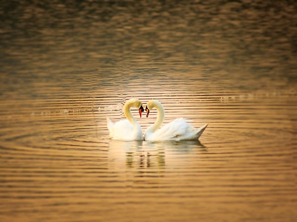 Мудрость и любовь